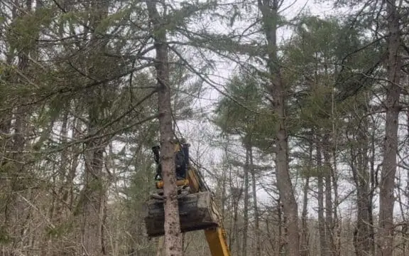 Tree removal and land clearing in Rye, NH